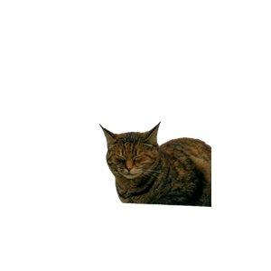 A Relaxed Cat With Closed Eyes Sits Quietly On A Wall Under A Cloudy Sky. 14912 - Cat PNG image with transparent background